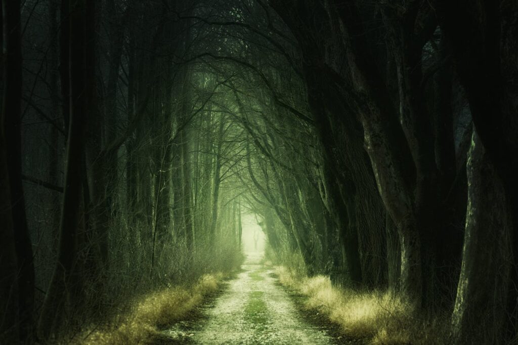 Explore a mysterious forest path shrouded in mist and sunlight, evoking mystery and wonder.